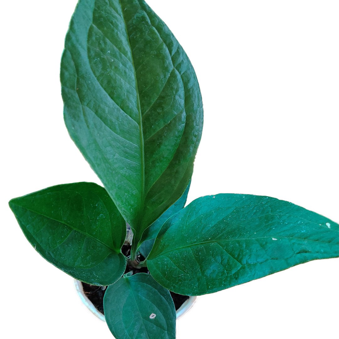 Anthurium Jenmanii